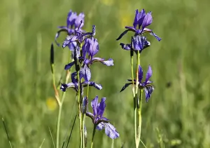 Iris Family Prints: Siberian Iris (Iris sibirica), Bavaria, Germany, Europe