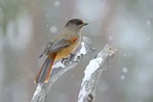 Snowfall Prints: Siberian Jay -Perisoreus infaustus- on perch during slight snowfall