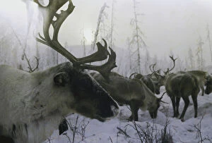 Huty Gallery: Siberian Reindeer