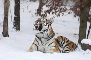 Siberian Tiger or Amur Tiger -Panthera tigris altaica-, winter, enclosure