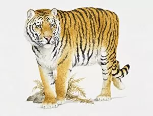 Siberian Tiger, Panthera tigris altaica, front view