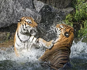 Images Dated 24th August 2017: Two Siberian tigresses fighting
