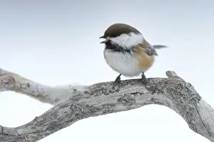 Suomi Prints: Siberian Tit or Alaska Chickadee -Poecile cinctus- perched on a pine branch in the snow