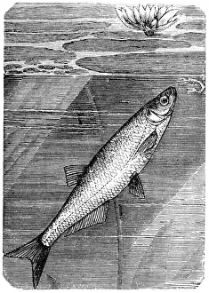 Animal Nose Prints: Sichel, asp and common nase (Aspius aspius)