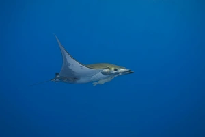 Images Dated 28th August 2011: Sicklefin Devil Ray or Box Ray -Mobula tarapacana-, near Santa Maria, Azores, Atlantic Ocean