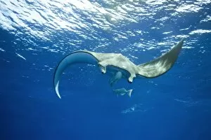 Marine Animal Collection: Sicklefin Devil Ray or Box Ray -Mobula tarapacana-, near Santa Maria, Azores, Atlantic Ocean