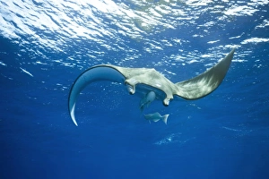 Images Dated 28th August 2011: Sicklefin Devil Ray or Box Ray -Mobula tarapacana-, near Santa Maria, Azores, Atlantic Ocean