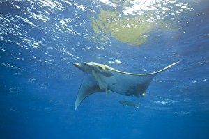Images Dated 28th August 2011: Sicklefin Devil Ray or Box Ray -Mobula tarapacana-, near Santa Maria, Azores, Atlantic Ocean