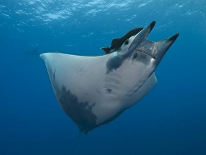 Images Dated 28th August 2011: Sicklefin Devil Ray or Box Ray -Mobula tarapacana-, near Santa Maria, Azores, Atlantic Ocean