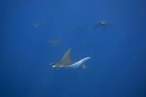 Images Dated 28th August 2011: Sicklefin Devil Rays or Box Rays -Mobula tarapacana-, near Santa Maria, Azores, Atlantic Ocean