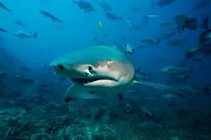 Images Dated 23rd April 2008: Sicklefin Lemon Shark