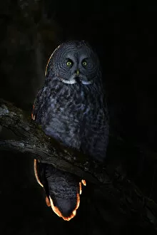 Sidelit owl