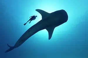 Predator Prints: Sihouette of diver with Whale shark (Rhincodon typus) from below