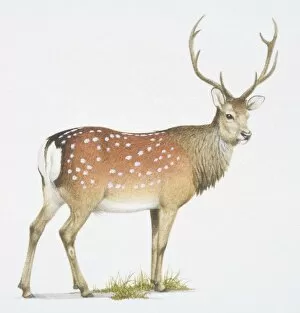 Artiodactyla Gallery: Sika, Cervus nippon. a deer with white spots on its back