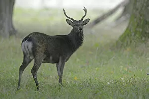 Images Dated 24th September 2014: Sika Deer -Cervus nippon-, Denmark