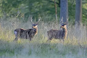 Sika Deer -Cervus nippon-, Denmark