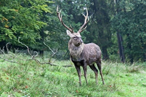 Forests Collection: Sika deer, Spotted Deer or Japanese Deer (Cervus nippon), stag