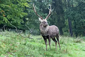 Woods Prints: Sika deer, Spotted Deer or Japanese Deer (Cervus nippon), stag