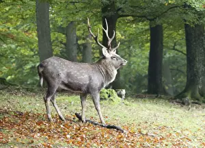 Cervidae Prints: Sika Deer, Spotted Deer or Japanese Deer (Cervus nippon)