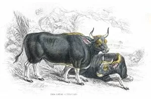 Images Dated 25th May 2017: Silhet cattle lithograph 1884