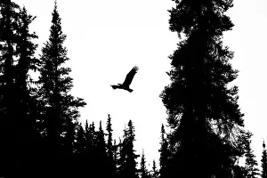 Predator Prints: Silhouette of a Bald eagle (Haliaeetus leucocephalus) flying through the tree tops
