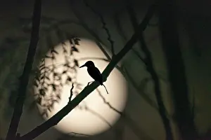 Prints of Silhouette Bird On Twig Against Full Moon At Night Beautiful Bird Species Prints: Silhouette Bird On Twig Against Full Moon At Night