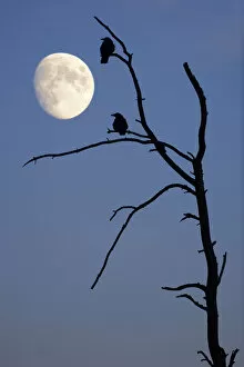 Images Dated 9th September 2011: Silhouette of crows on a dead tree with moon in the sky, Baden-Wuerttemberg, Germany