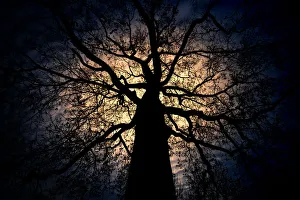 Images Dated 31st October 2015: The silhouette of dead branch