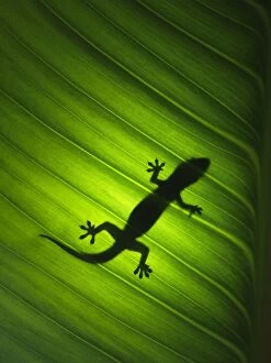 Images Dated 27th October 2010: Silhouette of gekko