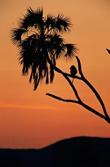 Images Dated 3rd September 2005: Silhouette of lone chacma baboon (Papio ursinus) in palm tree