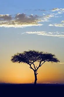 Kenya Prints: Silhouette of a Lone Tree at Sunrise- Flat-top or umbrella acacia (Acacia tortilis)