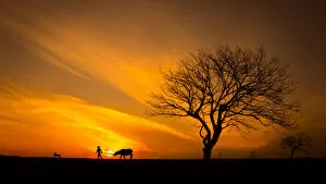 Images Dated 27th March 2015: Silhouette Man with Buffalo near big tree, sunset