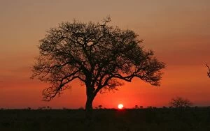 Images Dated 5th July 2007: Silhouette of a Marula Tree at Sunset. Kruger National Park, Limpopo Province, South Africa