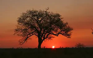 Absence Prints: Silhouette of a Marula Tree at Sunset
