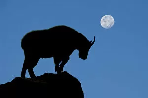 silhouette, mountain goat, night, moon