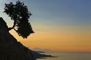 Oleaceae Gallery: Silhouette of an olive tree growing on a slope next to the sea, Loutro, Chania, Crete, Greece