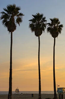 Cultural Image Gallery: Silhouette of palm trees on beach