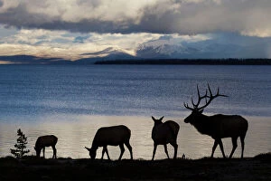 Autumn Gallery: Silhouette of Rocky Mountain Elks (Cervus canadensis nelsoni)