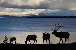 Silhouette of Rocky Mountain Elks (Cervus canadensis nelsoni) standing with rippled water in background in Yellowstone National Park, Wyoming, USA