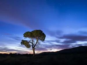 Pine Wood Prints: Silhouette of a solitary tree on the top of a mountain with crepuscular light