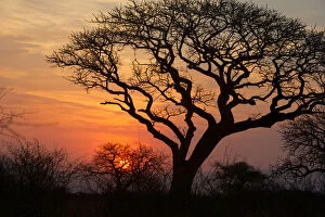 World Heritage Site Gallery: A silhouette of a tree at sunset. Isimangaliso, Kwazulu-Natal, South Africa