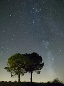 Images Dated 2nd August 2014: Silhouette of two trees and the milky way