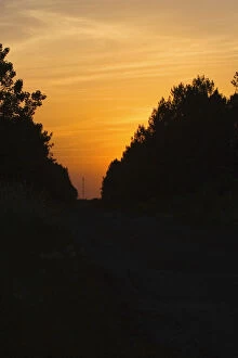Images Dated 10th July 2008: Silhouette of trees at sunset, Bordeaux, Aquitaine, France