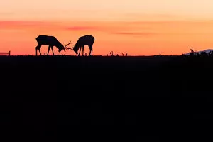 Images Dated 6th September 2015: Silhouette of Tule Elk