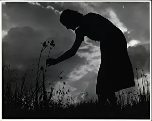 Silhouette of Woman Picking Flowers