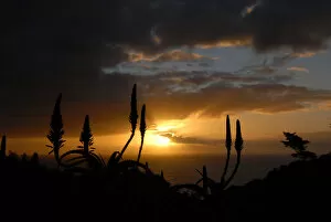 Silhouetted Aloe Ferox against sunset and the Atlantic Ocean, Suikerbossie, Western Cape, South Africa
