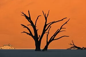Sand Dune Gallery: Silhouetted dead Acacia tree with red sand dunes at Dead Vlei, Namibia