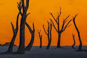 Trees Gallery: Silhouetted dead Acacia tree with sand dunes at Dead Vlei, Namibia