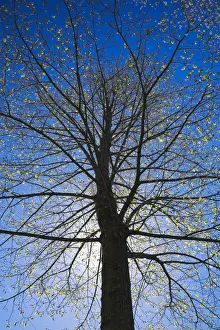 One Tree Prints: A silhouetted deciduous tree with emerging buds against a blue sky in spring
