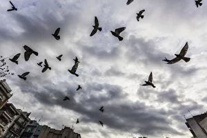 Silhouetted flock of birds flying against a cloudy sky